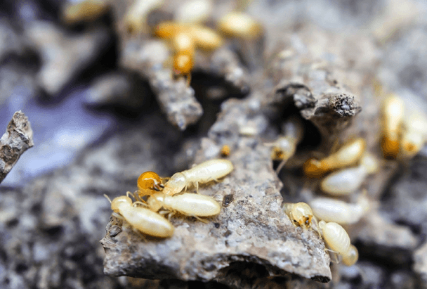 Termite Control