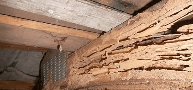 Termite Inspection