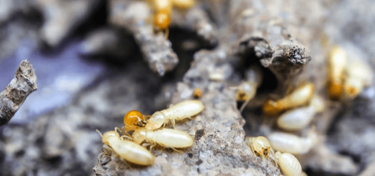 termite-trouble