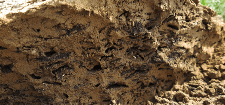 Western Subterranean